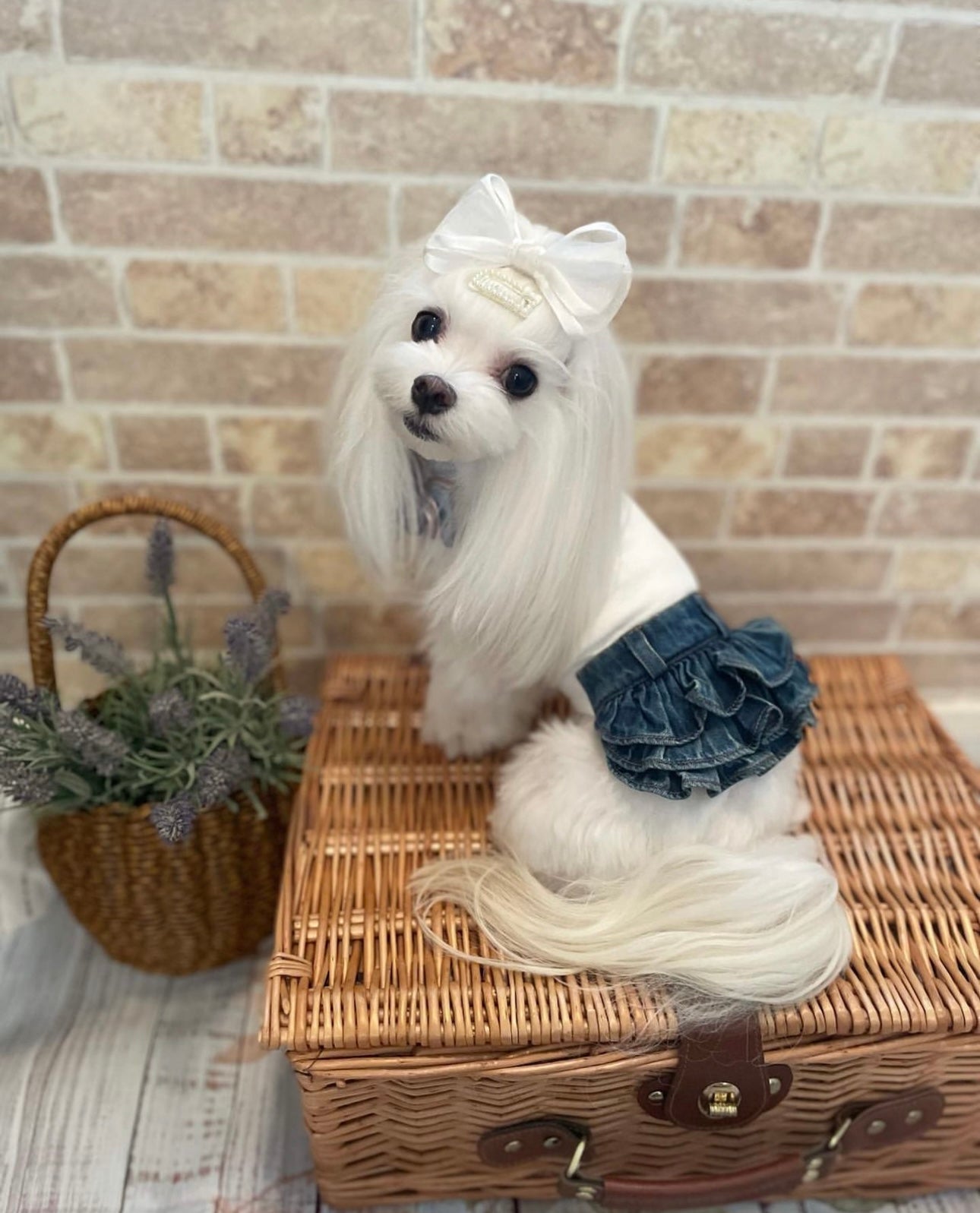 TaniWina Denim Dress for Small Dog