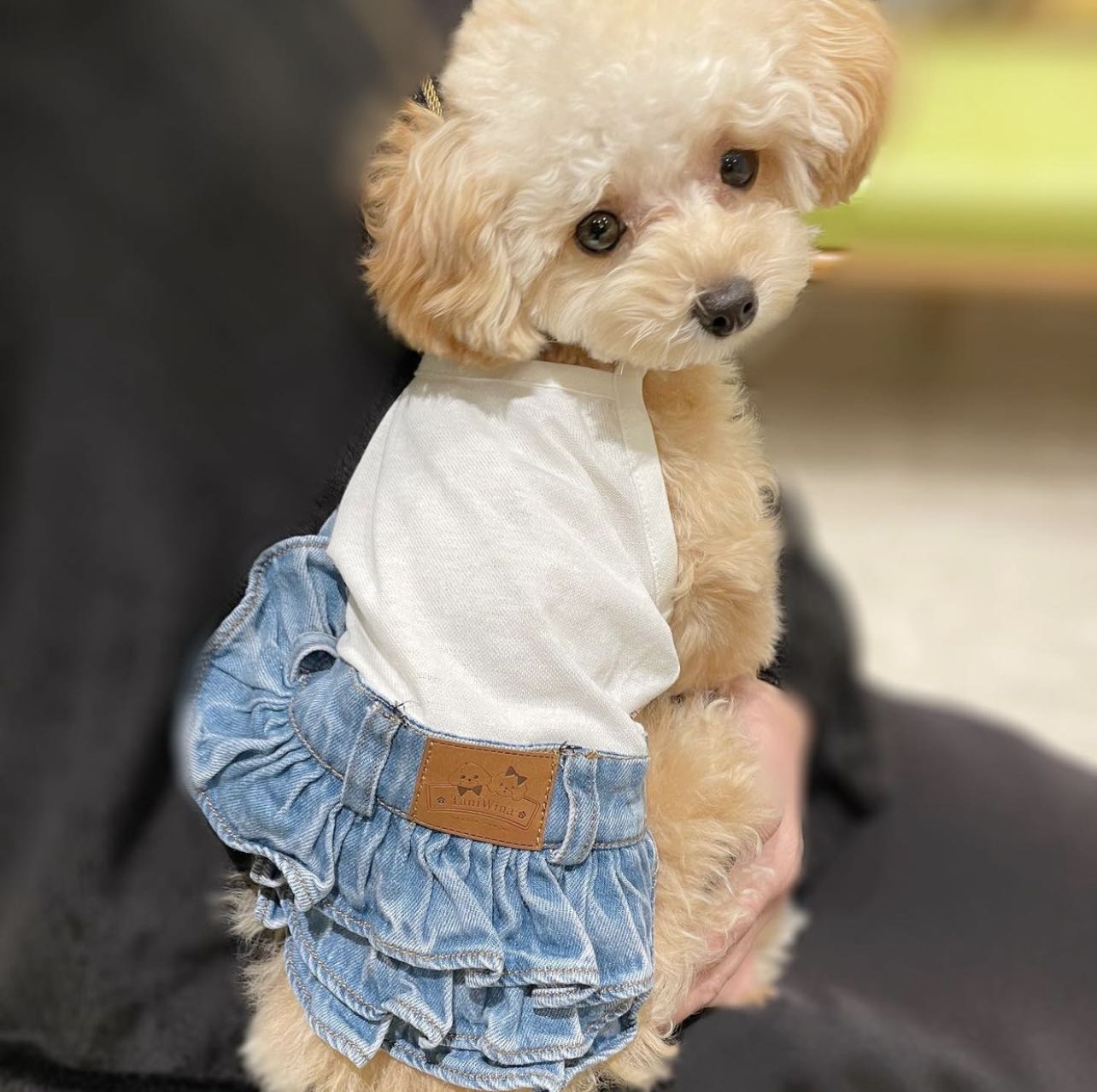 TaniWina Denim Dress for Small Dog