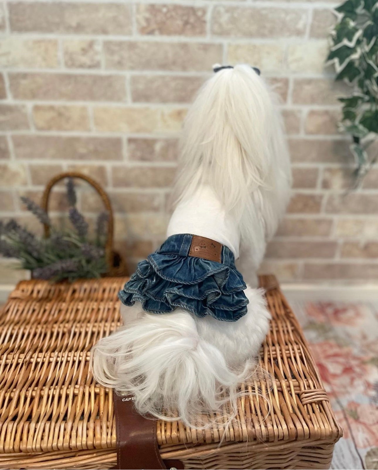 TaniWina Denim Dress for Small Dog