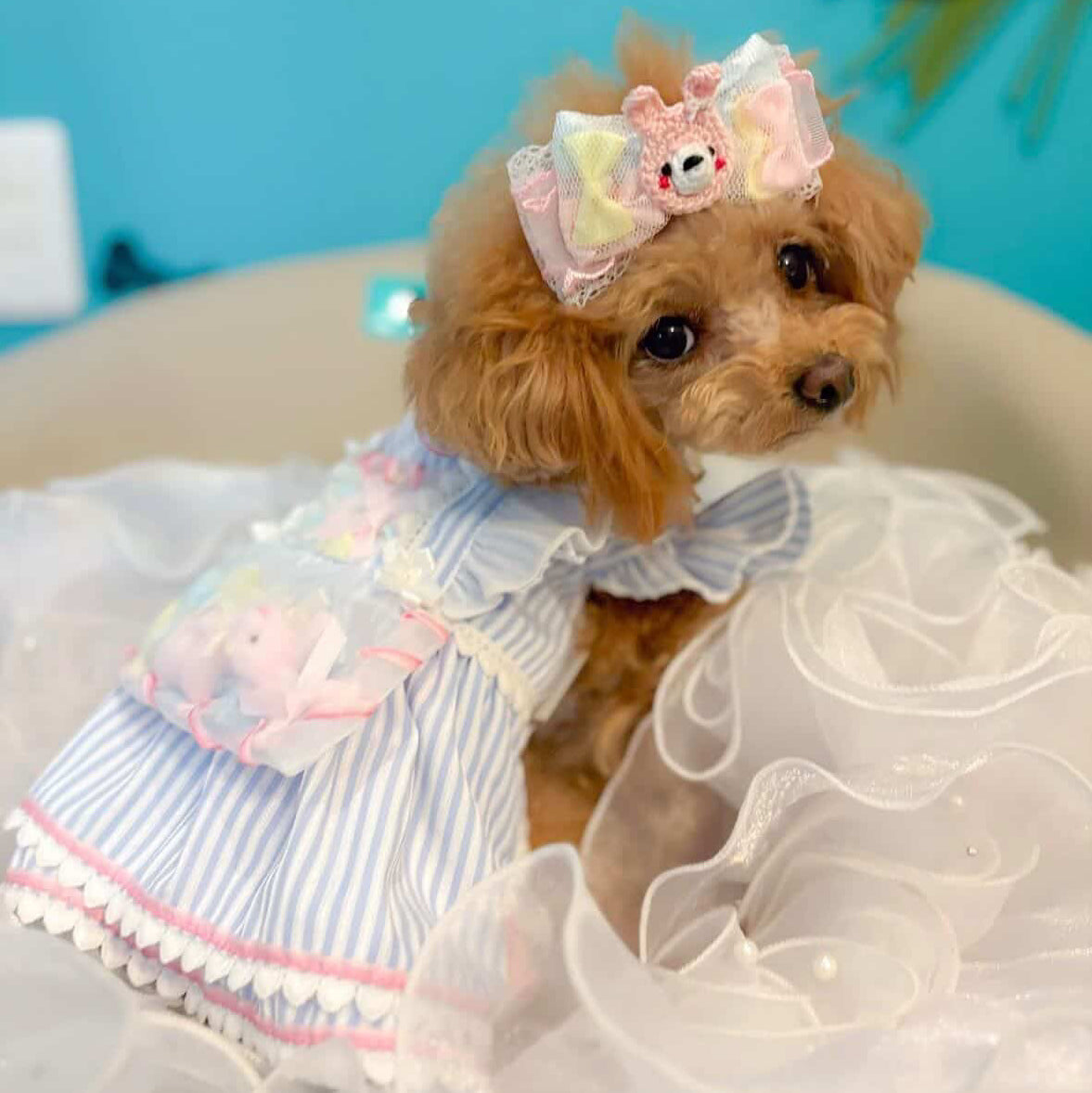 Elsamilu Dreamy Blue Pet Dress – Elegant Princess Lace Outfit for Small Dogs & Cats