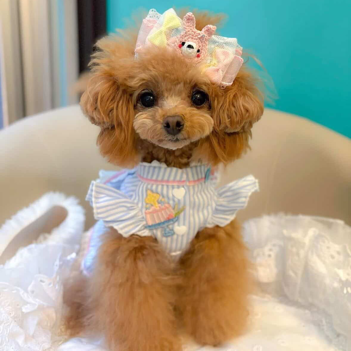 Elsamilu Dreamy Blue Pet Dress – Elegant Princess Lace Outfit for Small Dogs & Cats