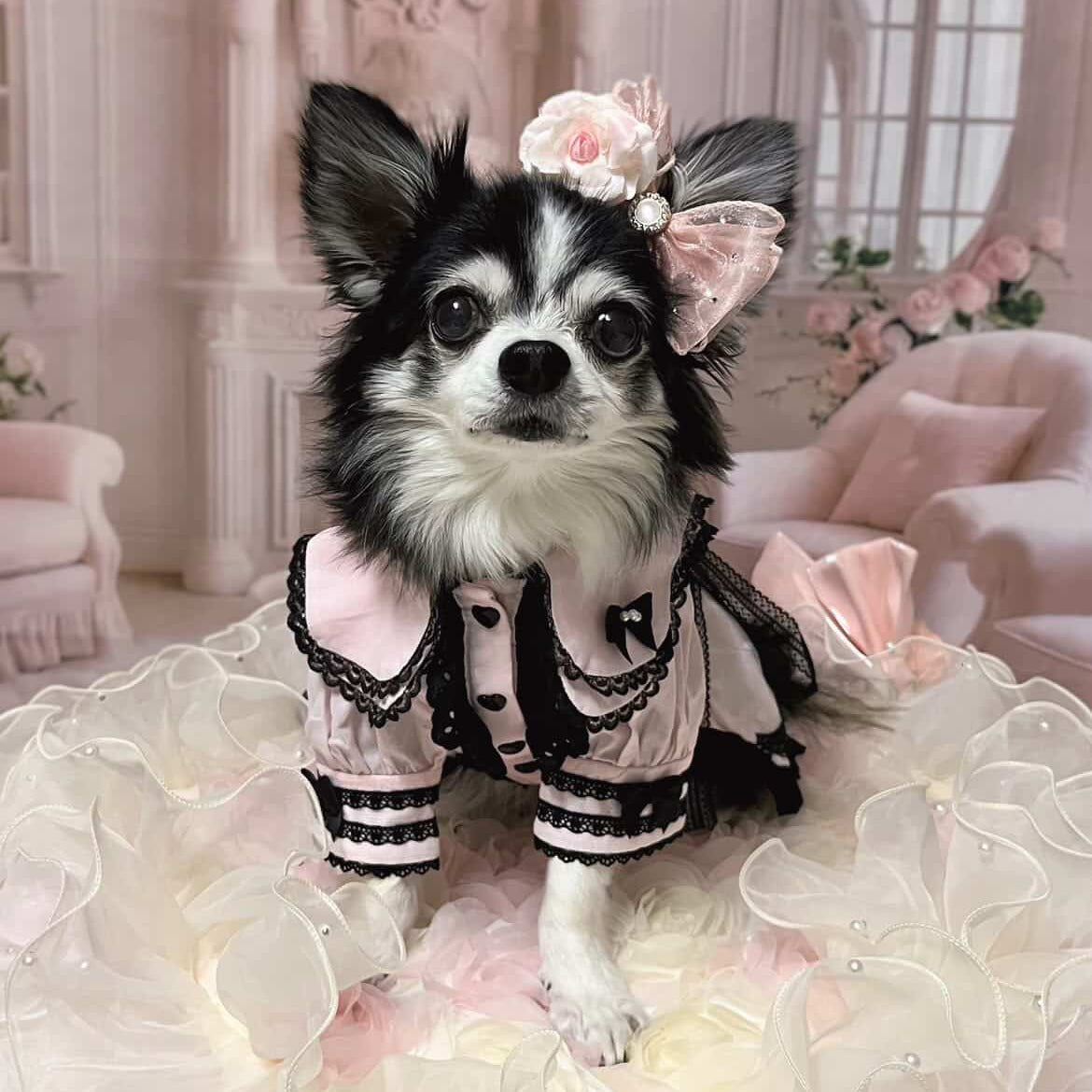 エルサミル ゴシックロマンス 長袖ペットドレス - ピンク＆ブルーのレース 小型犬＆猫用