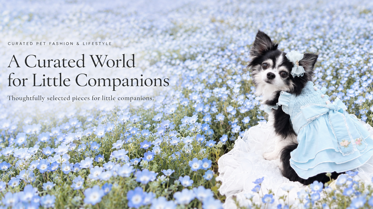 Petto Vogue curated pet fashion