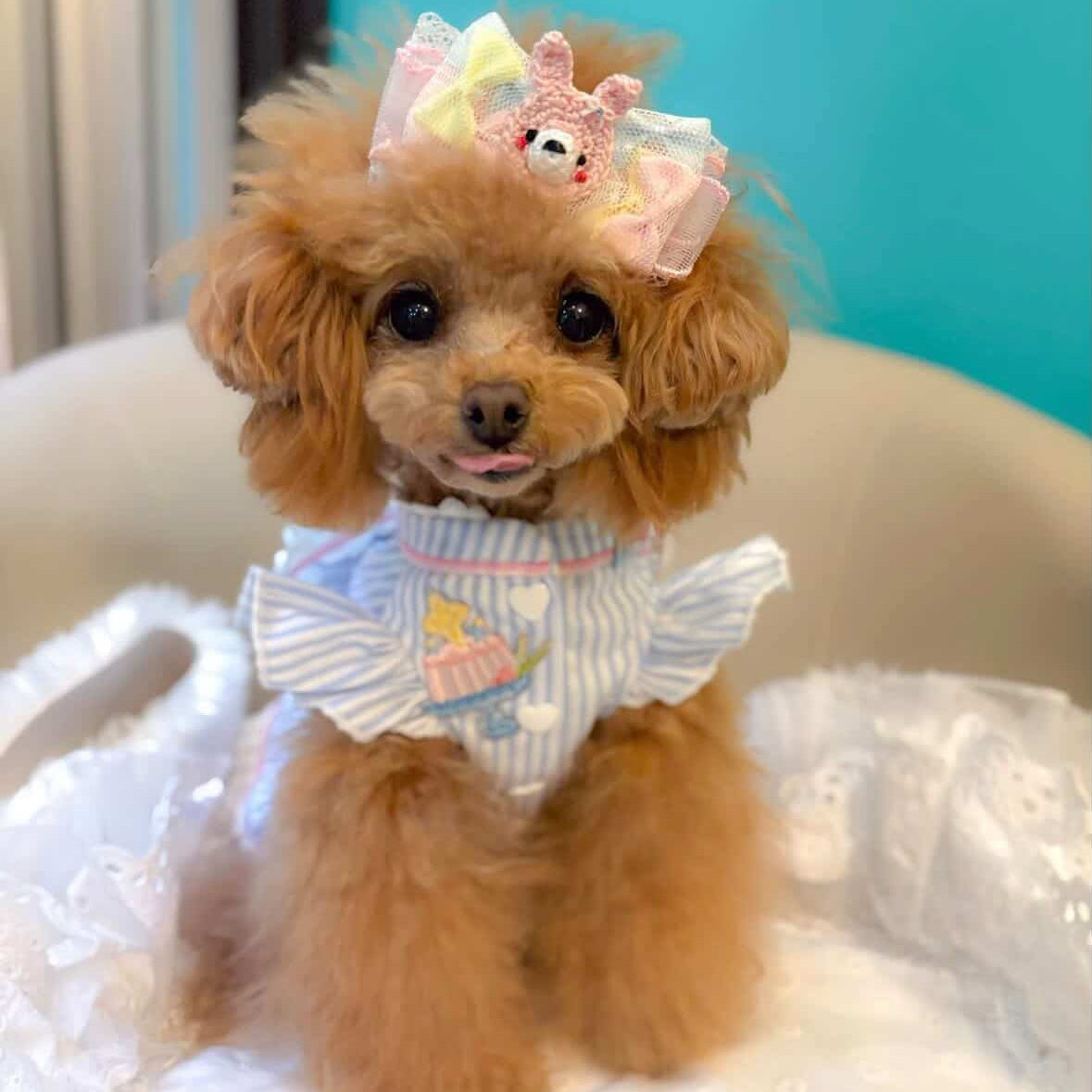 Elsamilu Dreamy Blue Pet Dress – Elegant Princess Lace Outfit for Small Dogs & Cats
